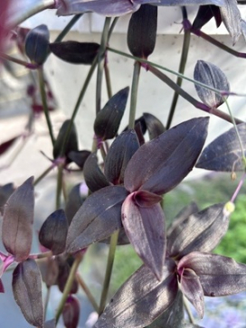 TRADESCANTIA Jose Puig